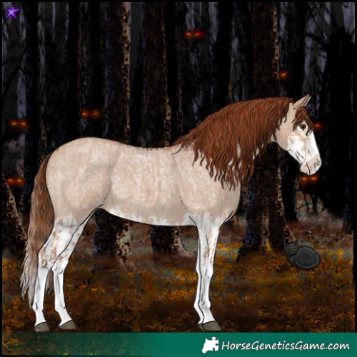 Horse Color:Red Dun Splash  and Red Dun Roan Splash 