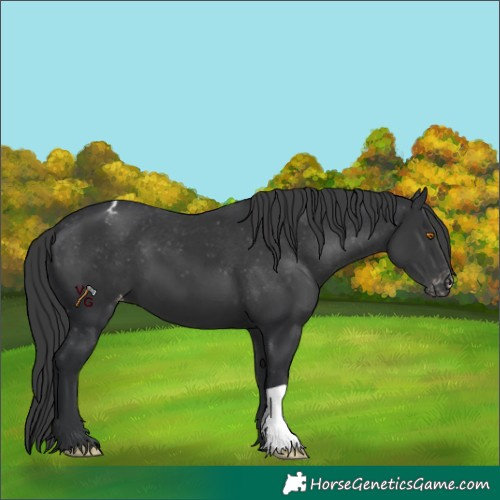 Horse Color:Black Appaloosa 