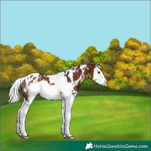 Horse Color:White Spotted Silver Brown Splash Frame Appaloosa Rabicano 
