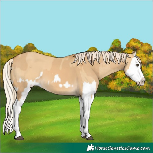 Horse Color:Palomino Dun Splash  and Palomino Dun Splash 