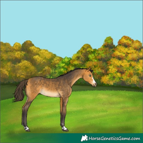 Horse Color:Buckskin 