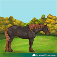 Horse Color:Liver Chestnut Rabicano
