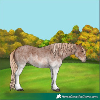 Horse Color:White Spotted Red Roan 
