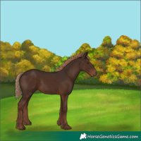 Horse Color:Liver Chestnut Rabicano 