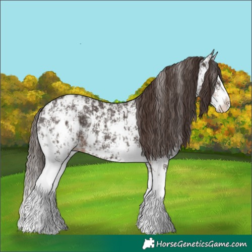Horse Color:Liver Chestnut Sabino Splash Appaloosa  and Liver Chestnut Sabino Splash Appaloosa 
