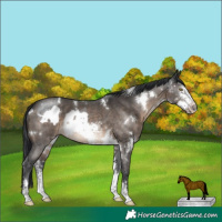 Horse Color:Brown Sabino Frame Rabicano  and White Spotted Brown Dun Sabino Rabicano 