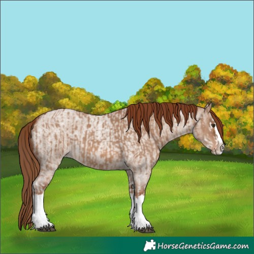 Horse Color:Red Dun Splash  and Red Dun Roan Splash 