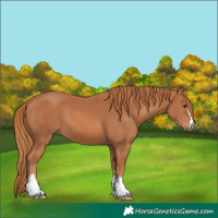 Horse Color:Chestnut 