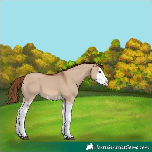 Horse Color:Red Dun Splash  and Red Dun Splash 