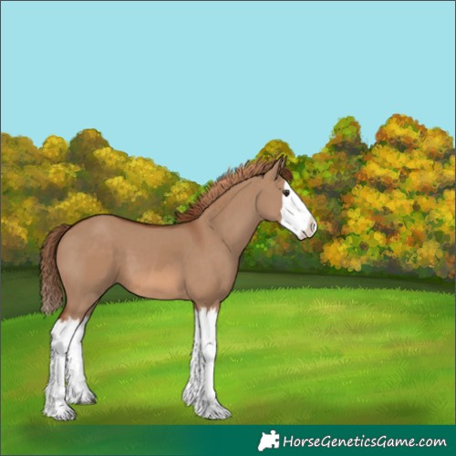 Horse Color:Red Dun Splash  and Red Dun Splash 
