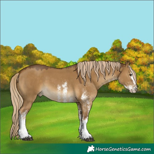 Horse Color:White Spotted Chocolate Palomino Dun 