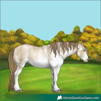 Horse Color:White Spotted Smoky Grullo Pearl Brindle 
