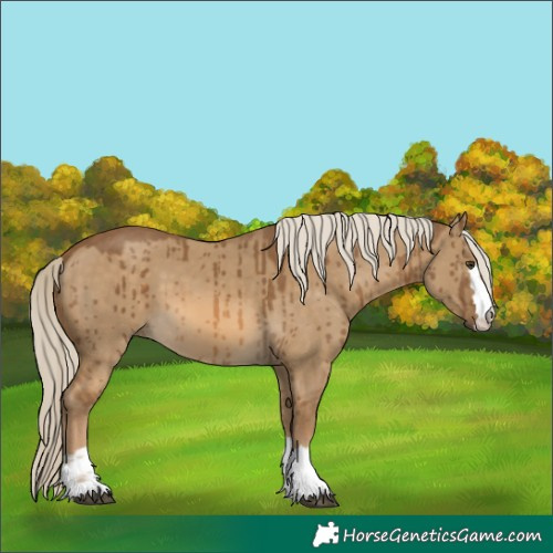 Horse Color:Chocolate Palomino Dun Brindle 