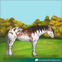 Horse Color:Brown Sabino Splash Appaloosa 