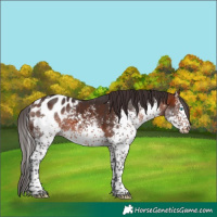 Horse Color:Brown Sabino Splash Blanket 