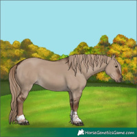 Horse Color:White Spotted Liver Red Dun Tobiano 