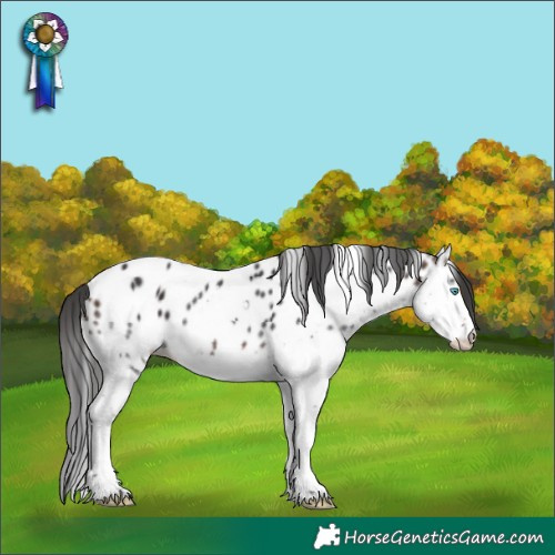Horse Color:Brown Splash Tobiano Near Leopard