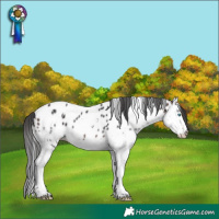 Horse Color:Brown Splash Tobiano Appaloosa