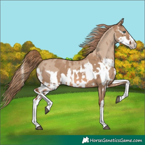 Horse Color:Red Dun Splash and Red Dun Splash