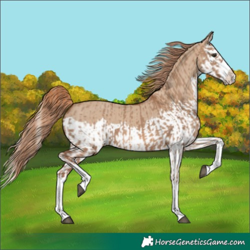 Horse Color:Red Dun Splash and Red Dun Splash