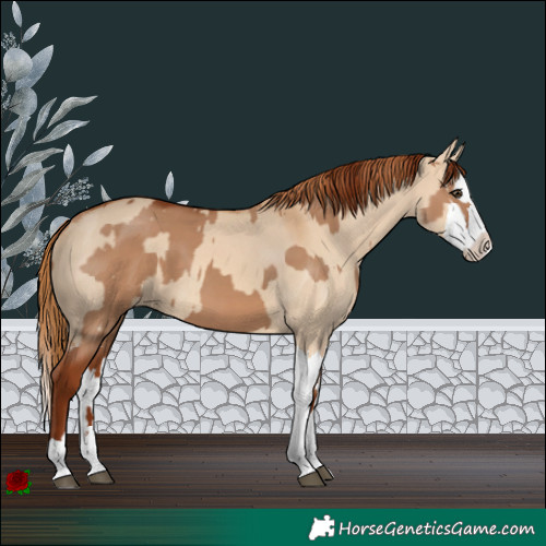Horse Color:Red Dun and Red Dun Splash