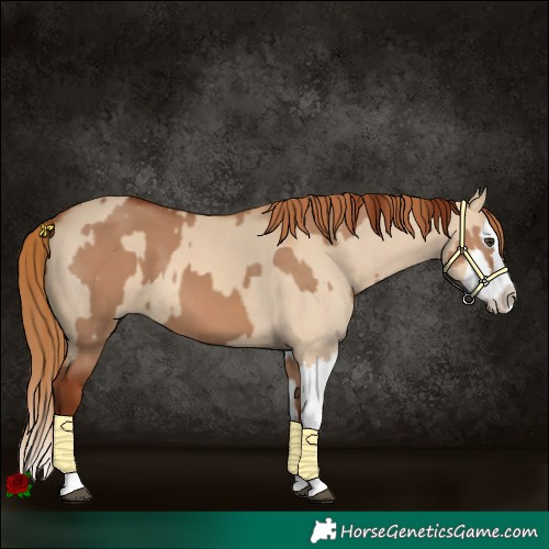 Horse Color:Red Dun  and Red Dun Splash 