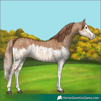 Horse Color:Red Dun Splash and Red Dun Splash