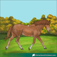 Horse Color:Chestnut Tobiano
