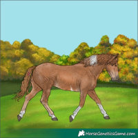 Horse Color:Chestnut Tobiano 