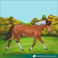 Horse Color:Bay Tobiano 
