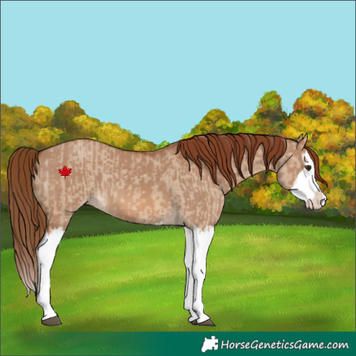 Horse Color:Red Dun Splash and Red Dun Splash