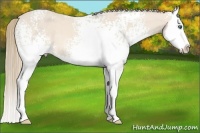 Horse Color:White Spotted Perlino Splash 