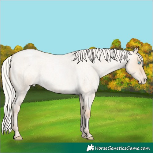 Horse Color:Silver Buckskin Roan Pearl Dun Appaloosa 
