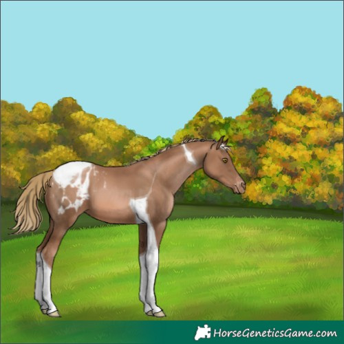Horse Color:Liver Chestnut Pearl Tobiano Blanket 