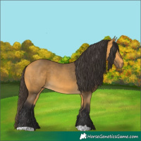 Horse Color:Buckskin 