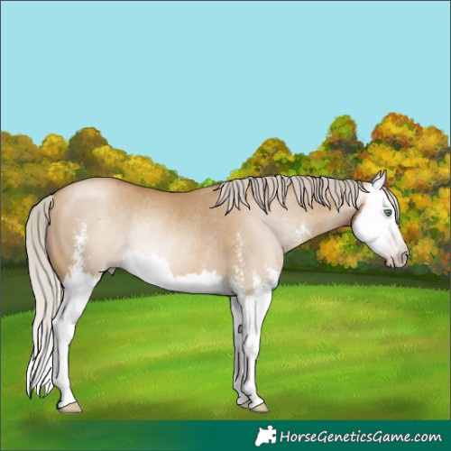 Horse Color:Gray Silver Classic Champagne Dun Sabino Splash Rabicano