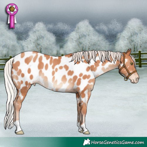 Horse Color:Silver Classic Champagne Appaloosa
