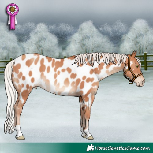 Horse Color:Silver Classic Champagne Appaloosa 