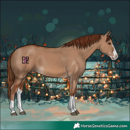 Horse Color:Red Dun and Red Dun Splash Rabicano