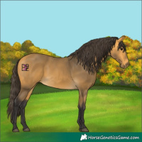 Horse Color:Buckskin 
