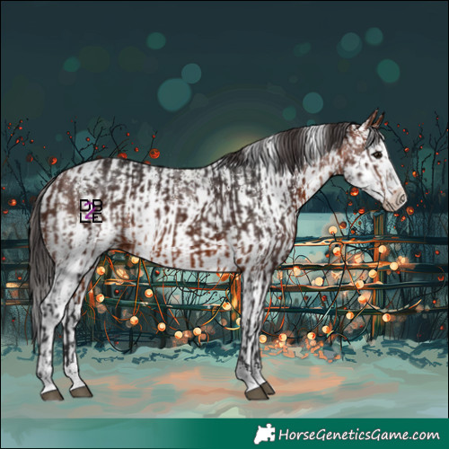 Horse Color:Bay and Bay Sabino Splash Appaloosa Rabicano