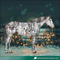 Horse Color:Bay  and Bay Sabino Splash Appaloosa Rabicano 
