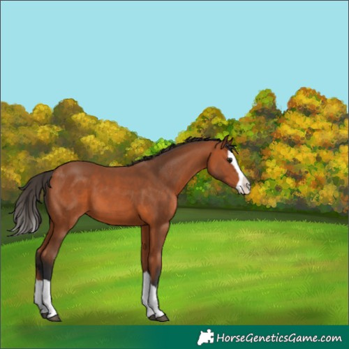 Horse Color:Bay Splash 
