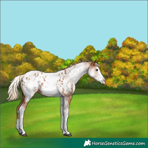 Horse Color:White Spotted Chestnut Splash Near Leopard 