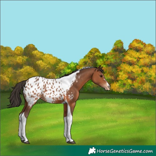 Horse Color:Bay Tobiano Near Leopard 