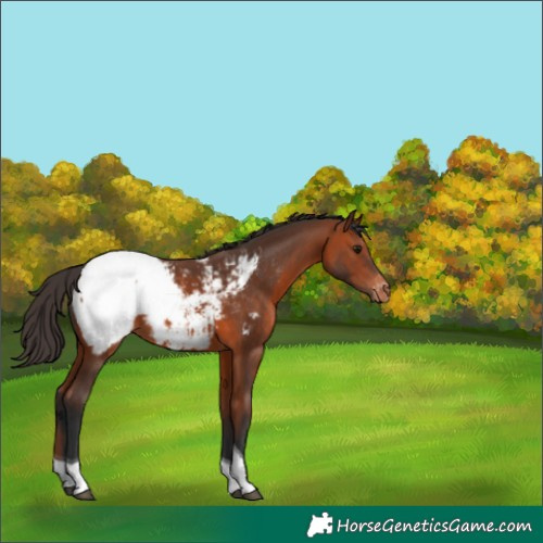 Horse Color:Bay Tobiano Snowcap 