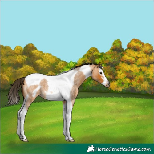 Horse Color:Gray Buckskin Roan Splash Tobiano Frame Varnish 