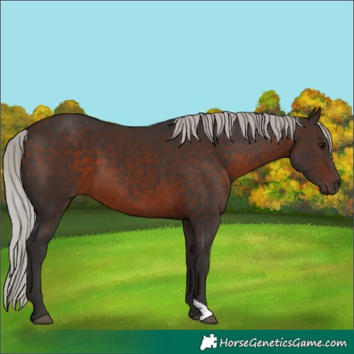 Horse Color:Silver Brown 
