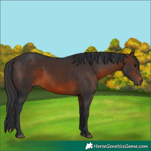 Horse Color:Brown 