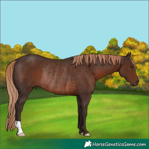 Horse Color:Liver Chestnut Rabicano 